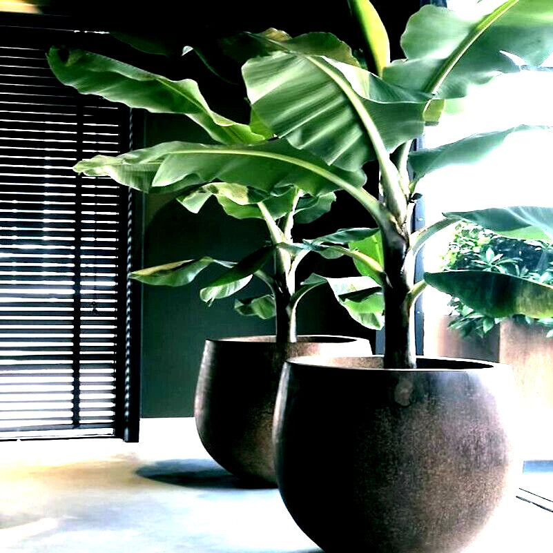 Potted dwarf banana plants on a windowsill with blinds and light filtering through.