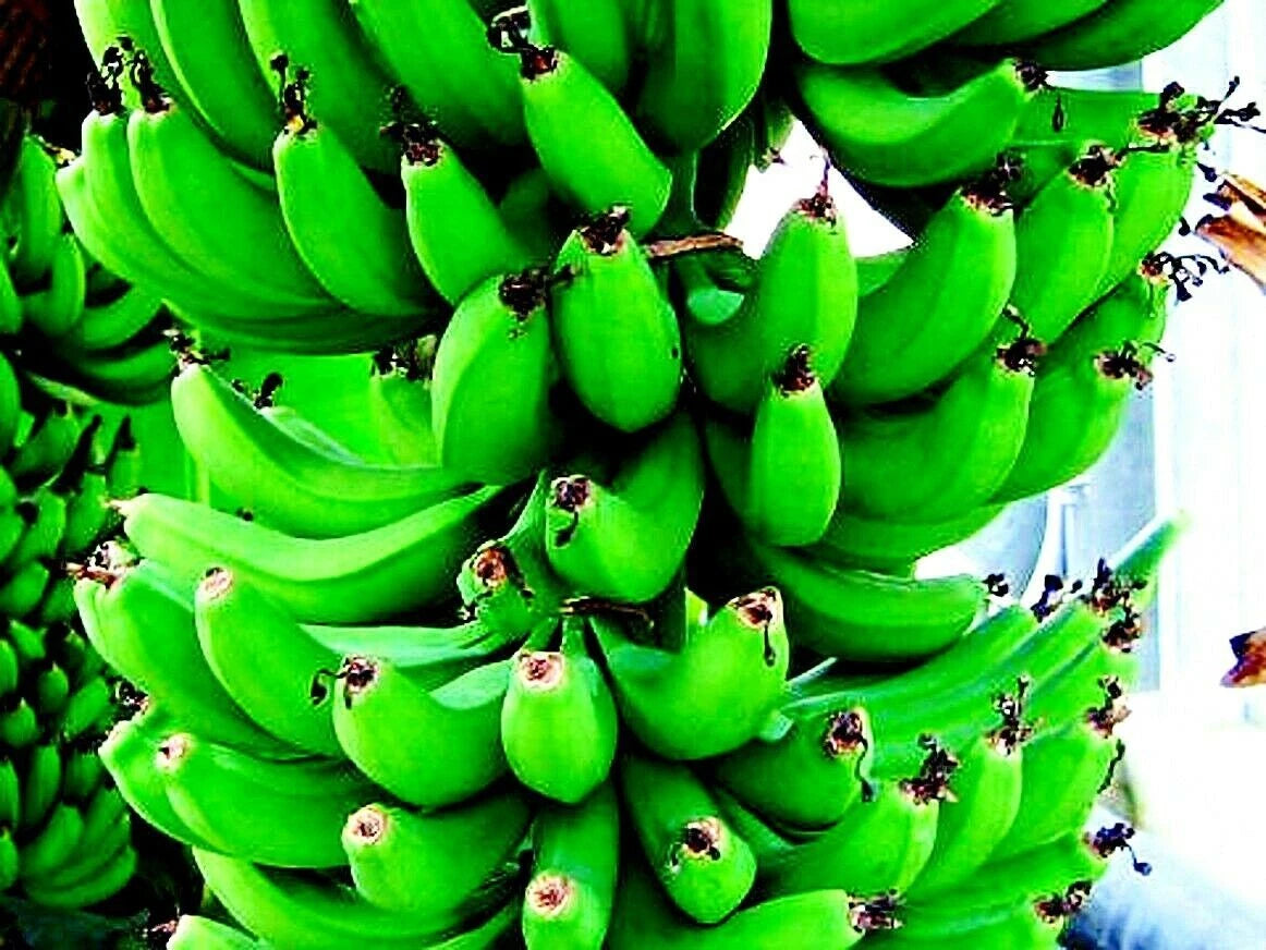 Bunch of green bananas with a blurred background