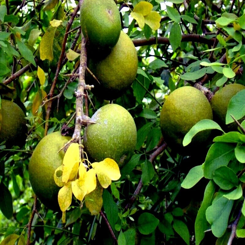 Bael Fruit Tree Seeds (Aegle marmelos) Bengal Quince Stone Apple Plant RARE!