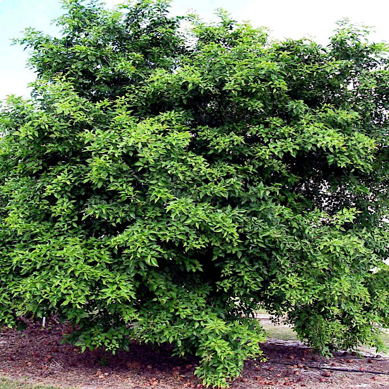 Bael Fruit Tree Seeds (Aegle marmelos) Bengal Quince Stone Apple Plant RARE!