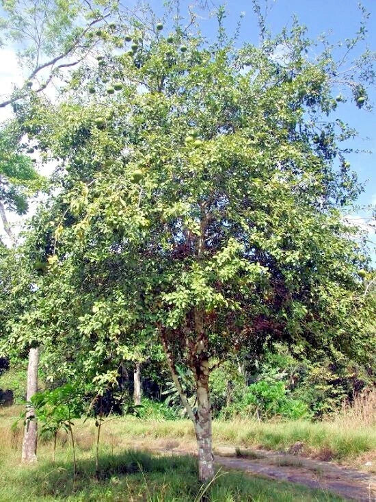 Bael Fruit Tree Seeds (Aegle marmelos) Bengal Quince Stone Apple Plant RARE!