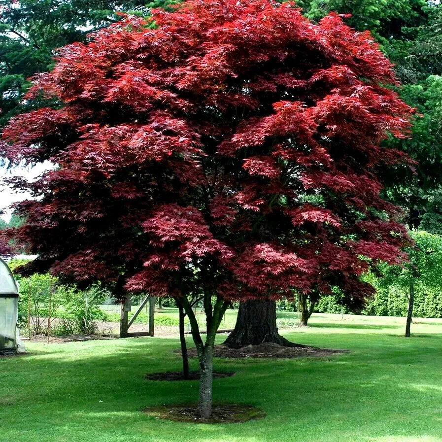 Red bloodgood maple tree in a garden setting with green grass and other trees in the background