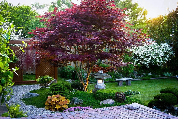 Garden with a bloodgood maple tree, stone lantern, and paved walkway.