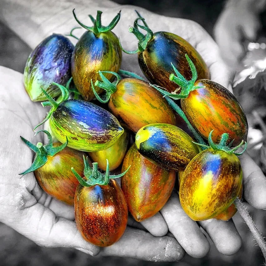 Colorful Brad's atomic grape tomatoes held in hands against a blurred background    (Solanum lycopersicum)