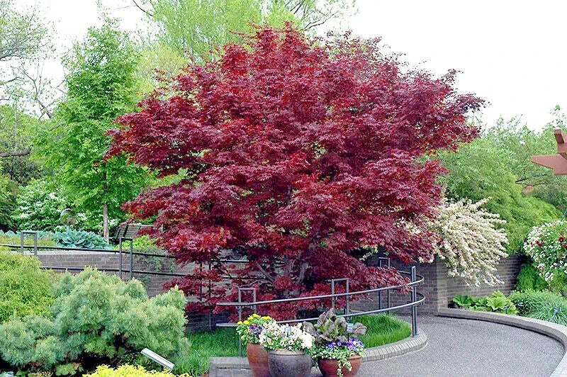 Large red bloodgood maple tree in a garden with potted plants and a pathway