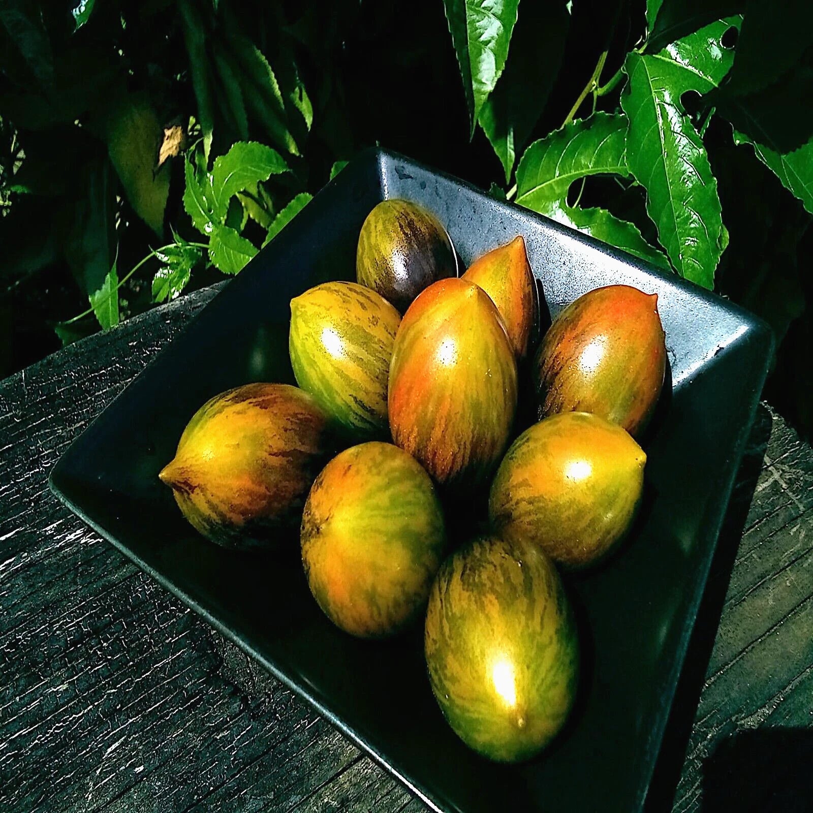 Green and orange Brad's atomic tomato fruits on a dark plate with green leaves in the background