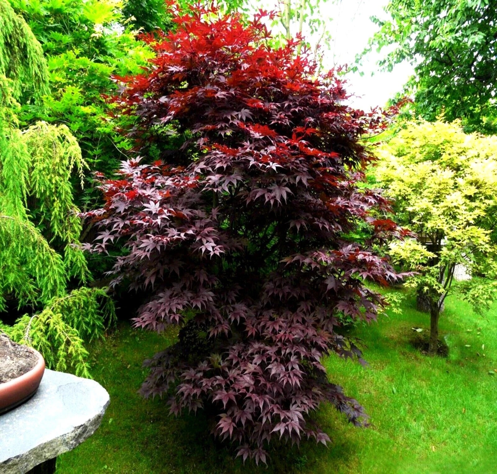 Purple-leaved (Acer palmatum ‘Bloodgood’) maple tree in a garden setting with green grass and other trees.