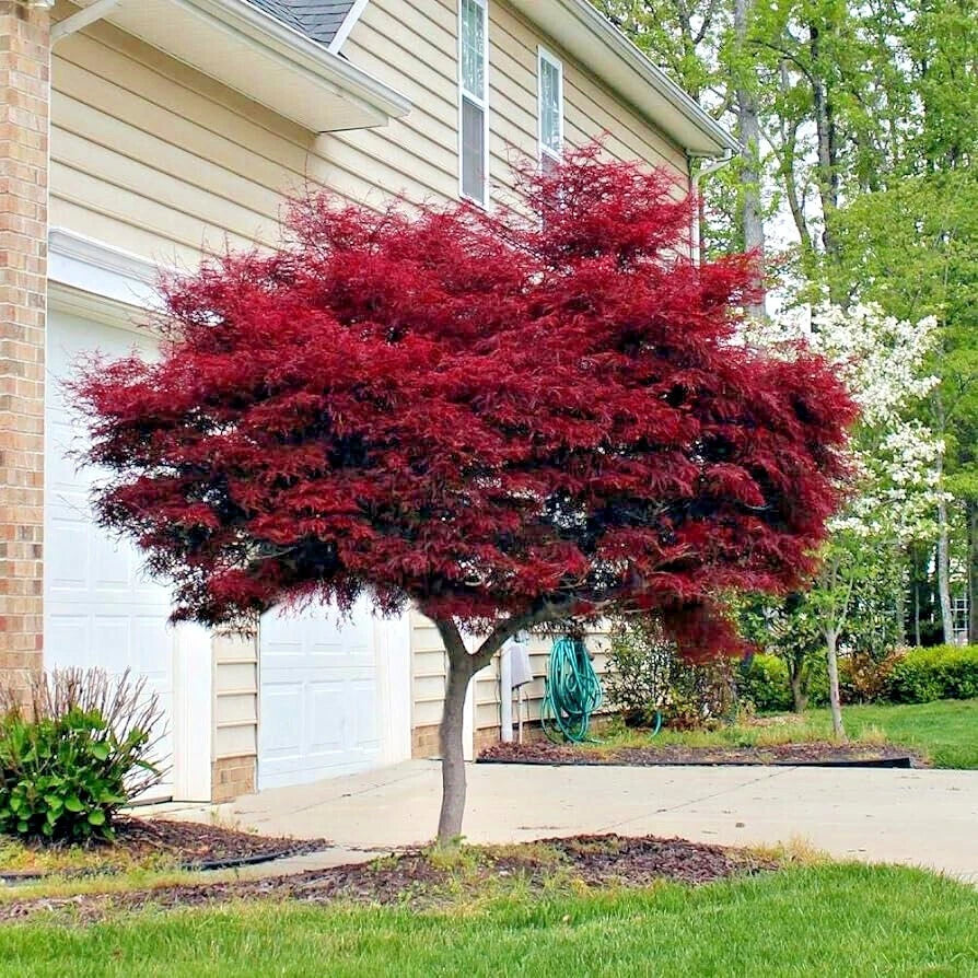 Red-leaved bloodgood maple tree in front of a house with green grass and trees in the background