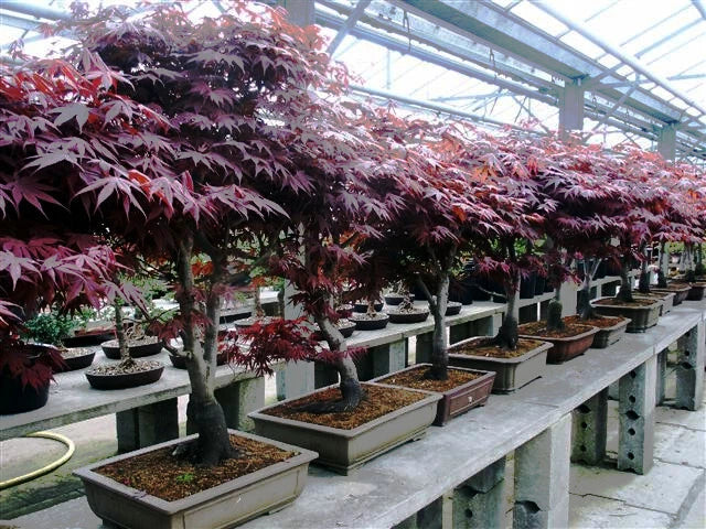 Row of potted bloodgood maple trees with red foliage in a greenhouse setting