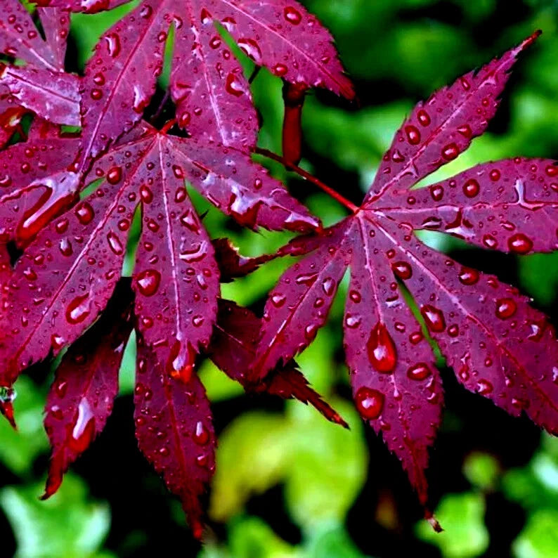 Close-up of purple bloodgood maple tree leaves with water droplets against a blurred green background