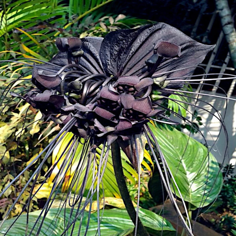 Close-up of black bat flower petals in landscaped garden