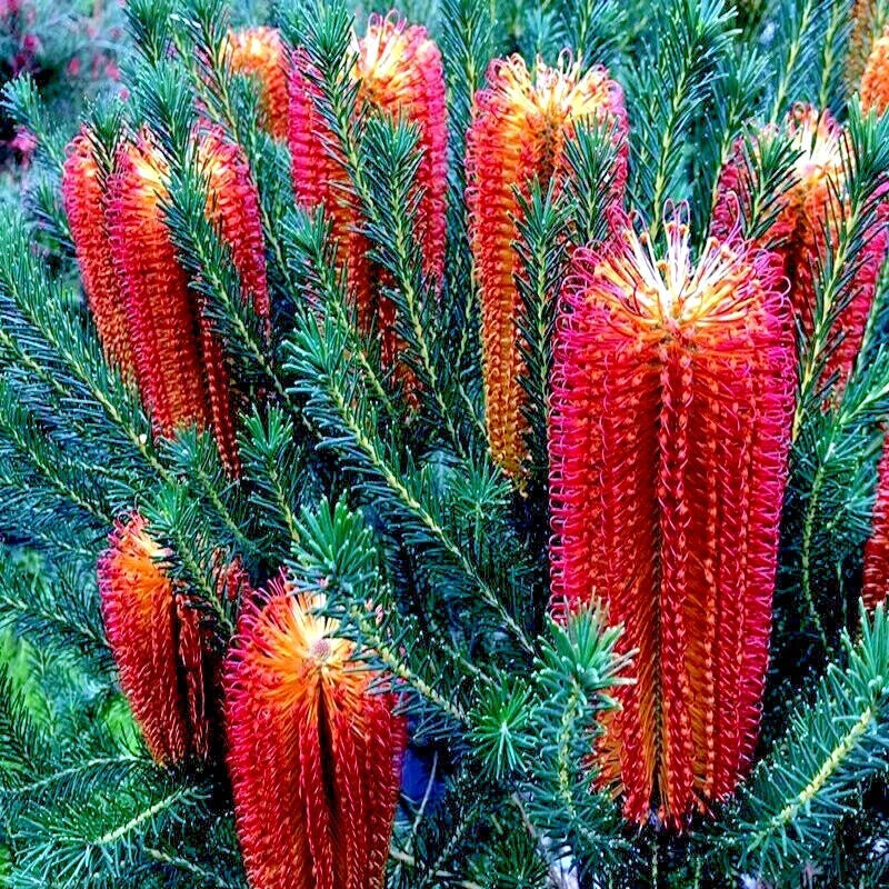 Lantern Fireworks (Banksia ericifolia) "Little Eric" Tree Seeds Flower RARE