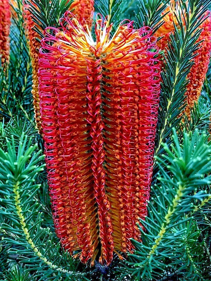 Lantern Fireworks (Banksia ericifolia) "Little Eric" Tree Seeds Flower RARE
