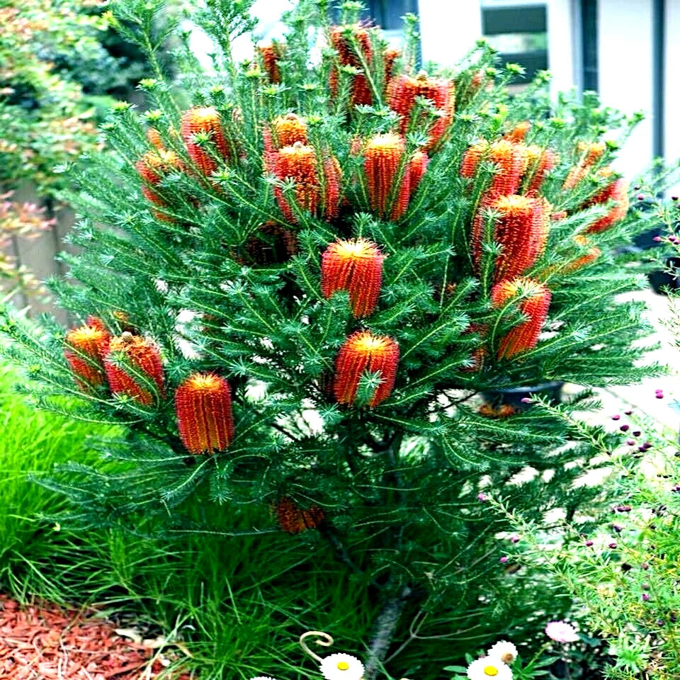 Lantern Fireworks (Banksia ericifolia) "Little Eric" Tree Seeds Flower RARE