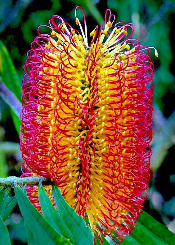 Lantern Fireworks (Banksia ericifolia) "Little Eric" Tree Seeds Flower RARE