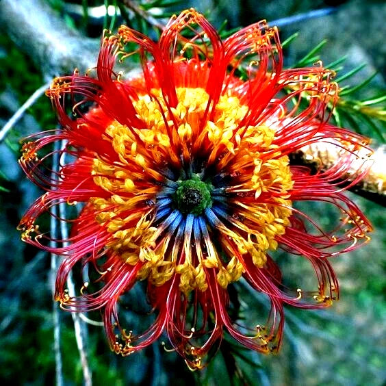 Lantern Fireworks (Banksia ericifolia) "Little Eric" Tree Seeds Flower RARE