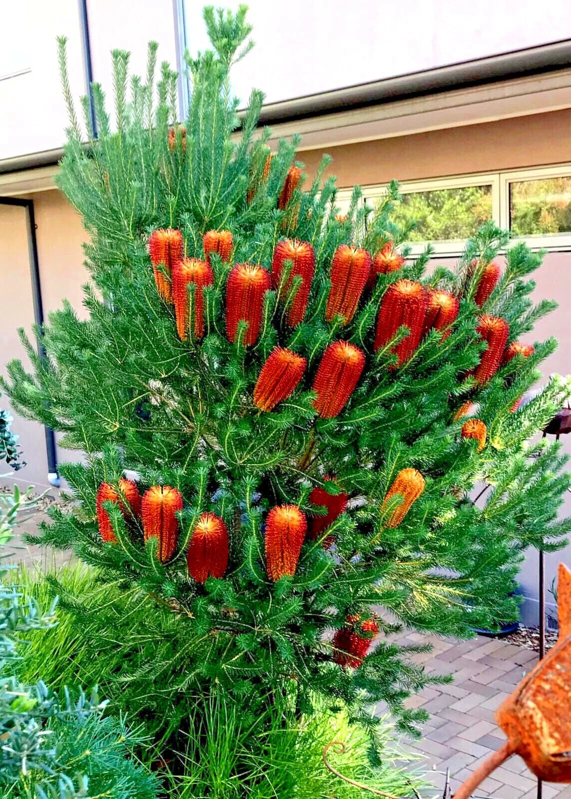 Lantern Fireworks (Banksia ericifolia) "Little Eric" Tree Seeds Flower RARE