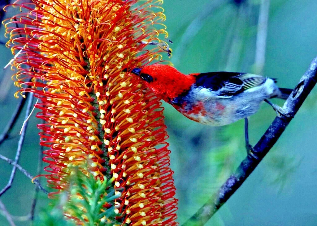 Lantern Fireworks (Banksia ericifolia) "Little Eric" Tree Seeds Flower RARE
