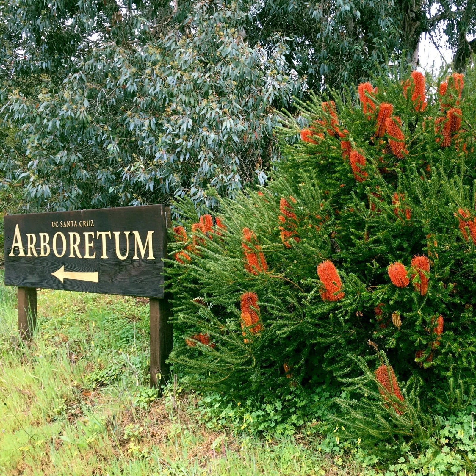 Lantern Fireworks (Banksia ericifolia) "Little Eric" Tree Seeds Flower RARE