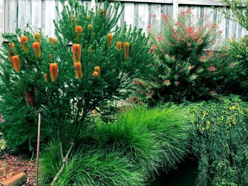 Lantern Fireworks (Banksia ericifolia) "Little Eric" Tree Seeds Flower RARE
