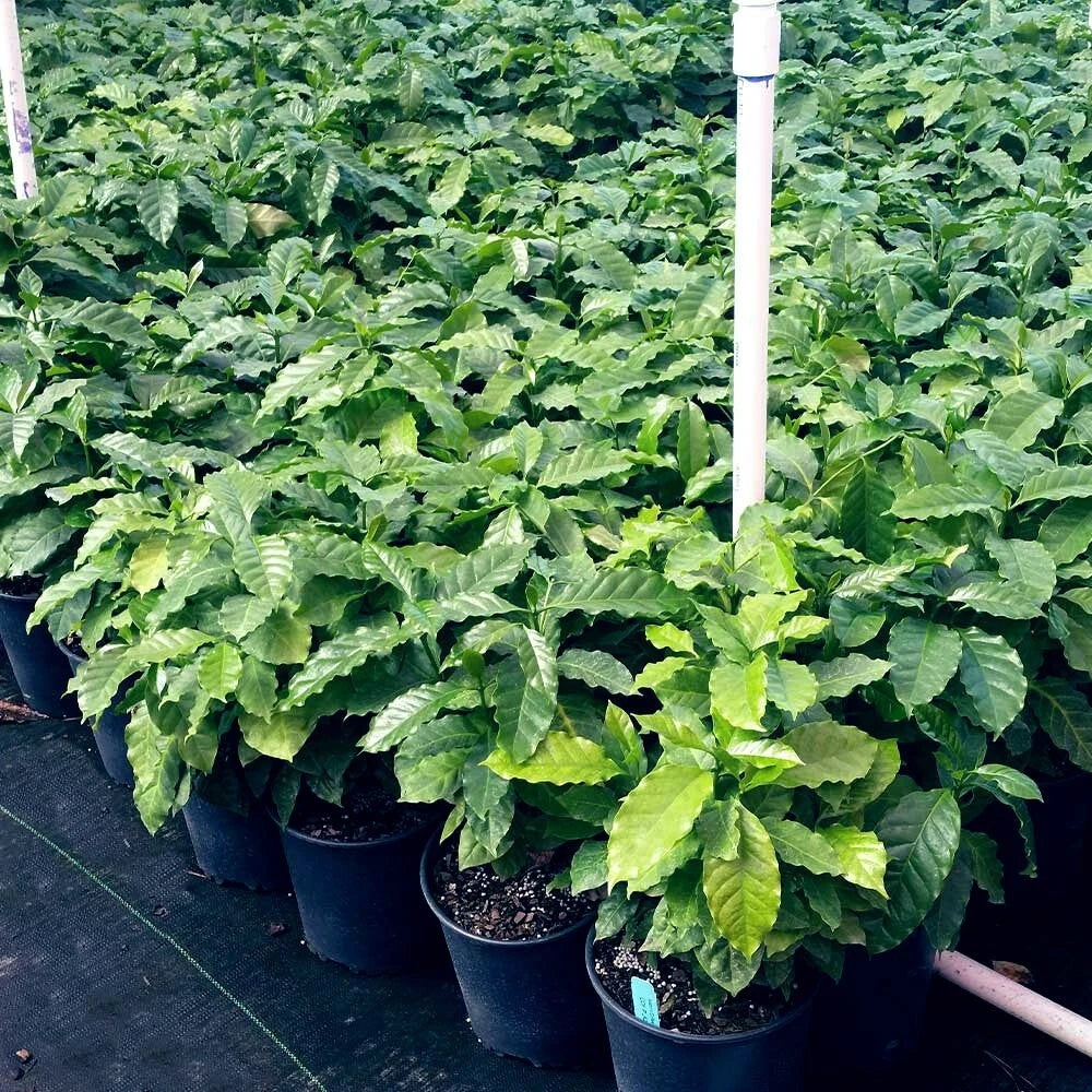 Coffea arabica Seeds – Exotic Tropical Coffee Bean Tree, Indoor House Plant, Rare