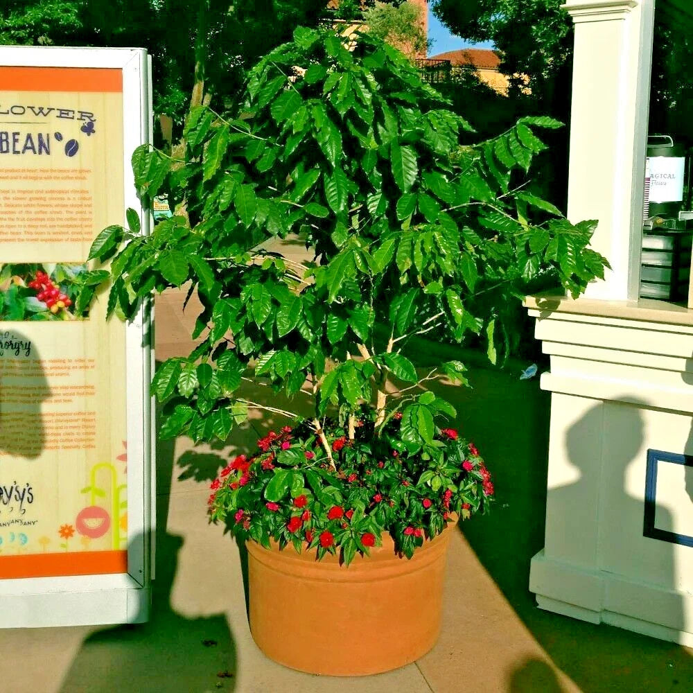 Coffea arabica Seeds – Exotic Tropical Coffee Bean Tree, Indoor House Plant, Rare
