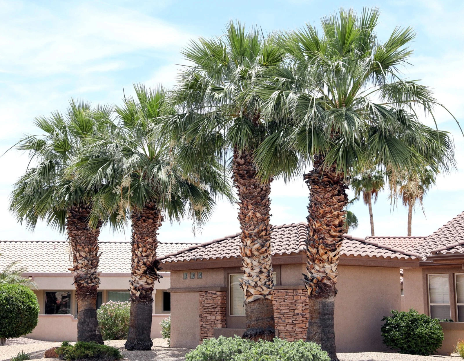 California desert fan  Palm trees (Washingtonia filifera) in front of a house with a clear sky