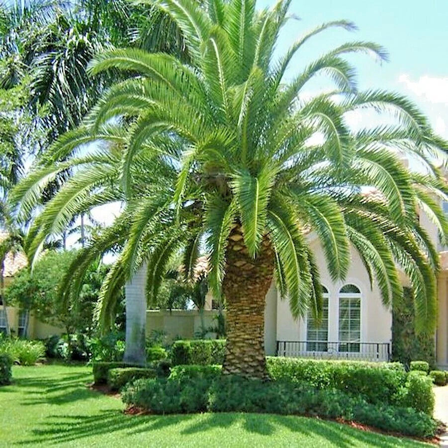 CANARY ISLAND DATE PALM Tree Seeds (Phoenix Canariensis) Hardy Fruit Plant