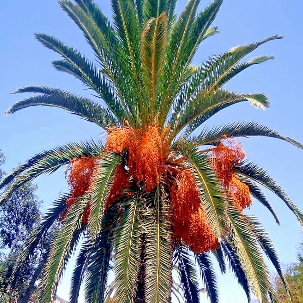 CANARY ISLAND DATE PALM Tree Seeds (Phoenix Canariensis) Hardy Fruit Plant