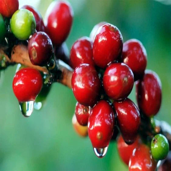 Coffea arabica Seeds – Exotic Tropical Coffee Bean Tree, Indoor House Plant, Rare