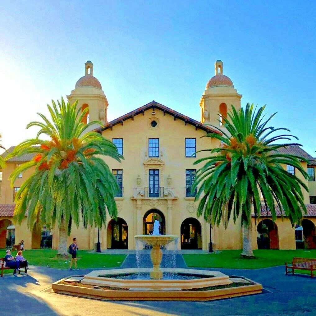 CANARY ISLAND DATE PALM Tree Seeds (Phoenix Canariensis) Hardy Fruit Plant