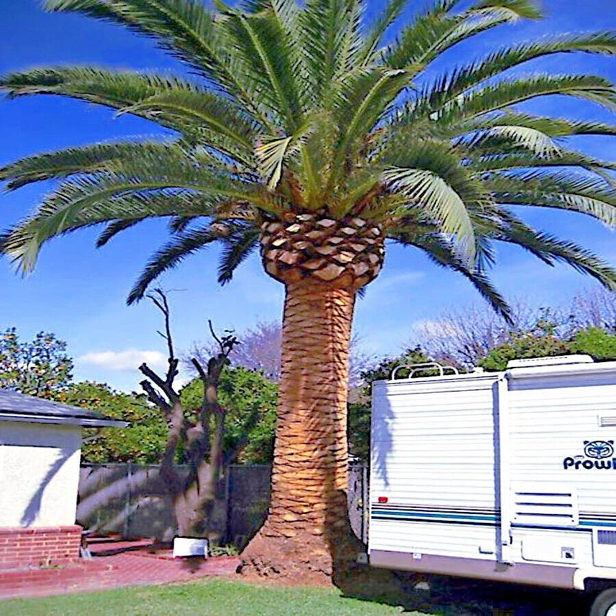 CANARY ISLAND DATE PALM Tree Seeds (Phoenix Canariensis) Hardy Fruit Plant