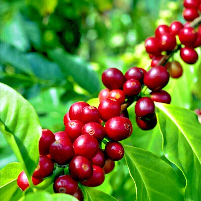 Coffea arabica Seeds – Exotic Tropical Coffee Bean Tree, Indoor House Plant, Rare