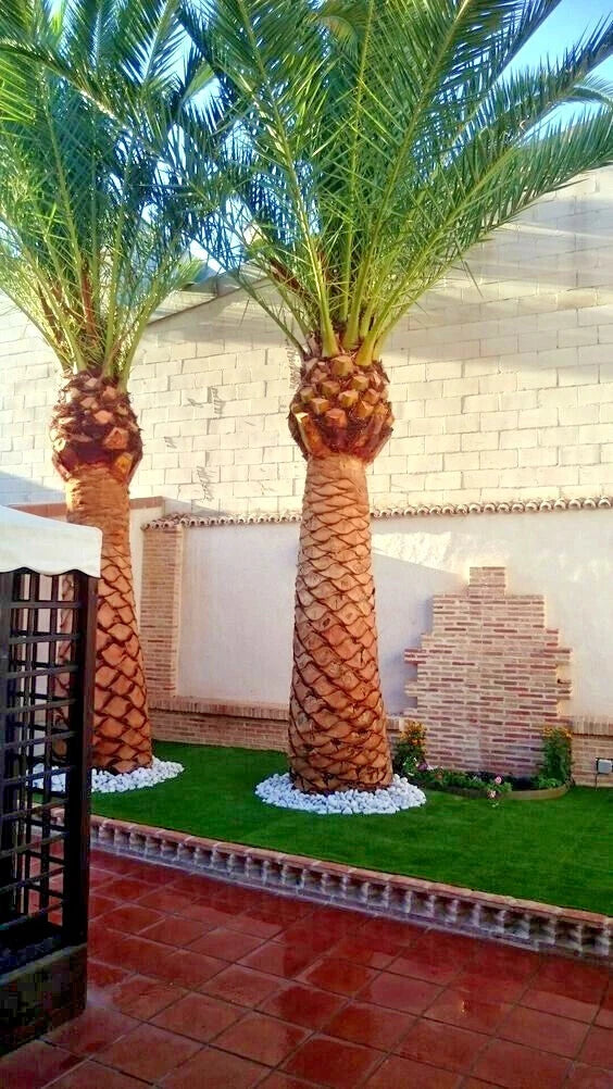 CANARY ISLAND DATE PALM Tree Seeds (Phoenix Canariensis) Hardy Fruit Plant