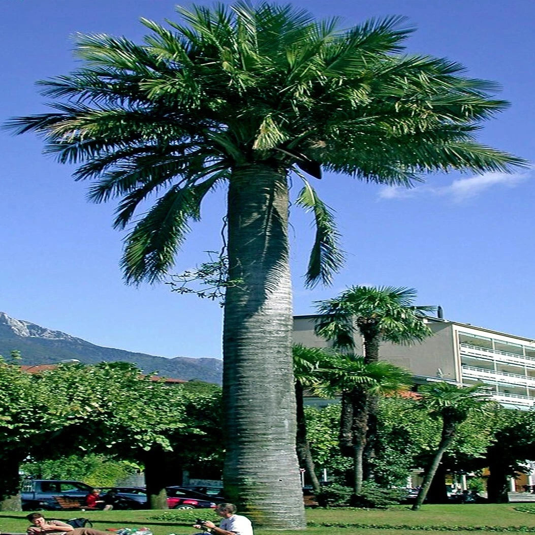 Chilean Wine Palm Seeds – Jubaea chilensis, Largest Palm in the World, Hardy to Zone 8