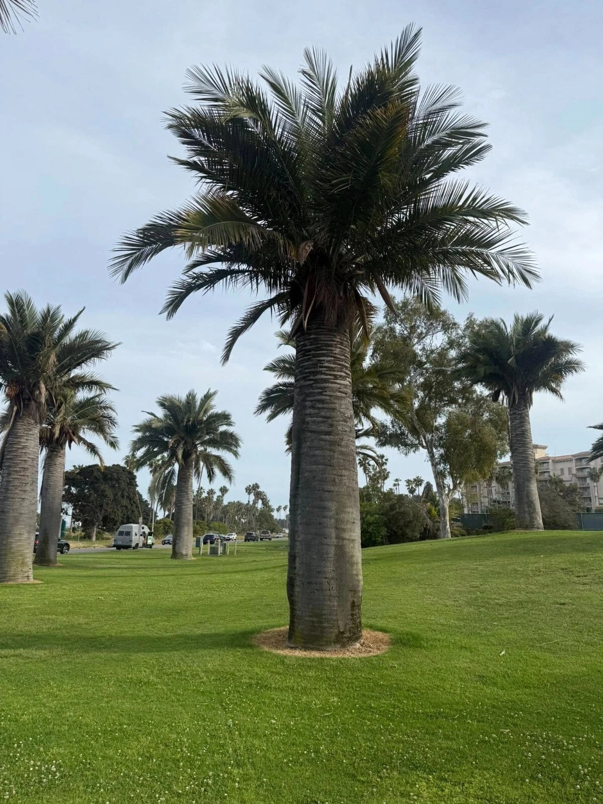 Chilean Wine Palm Seeds – Jubaea chilensis, Largest Palm in the World, Hardy to Zone 8