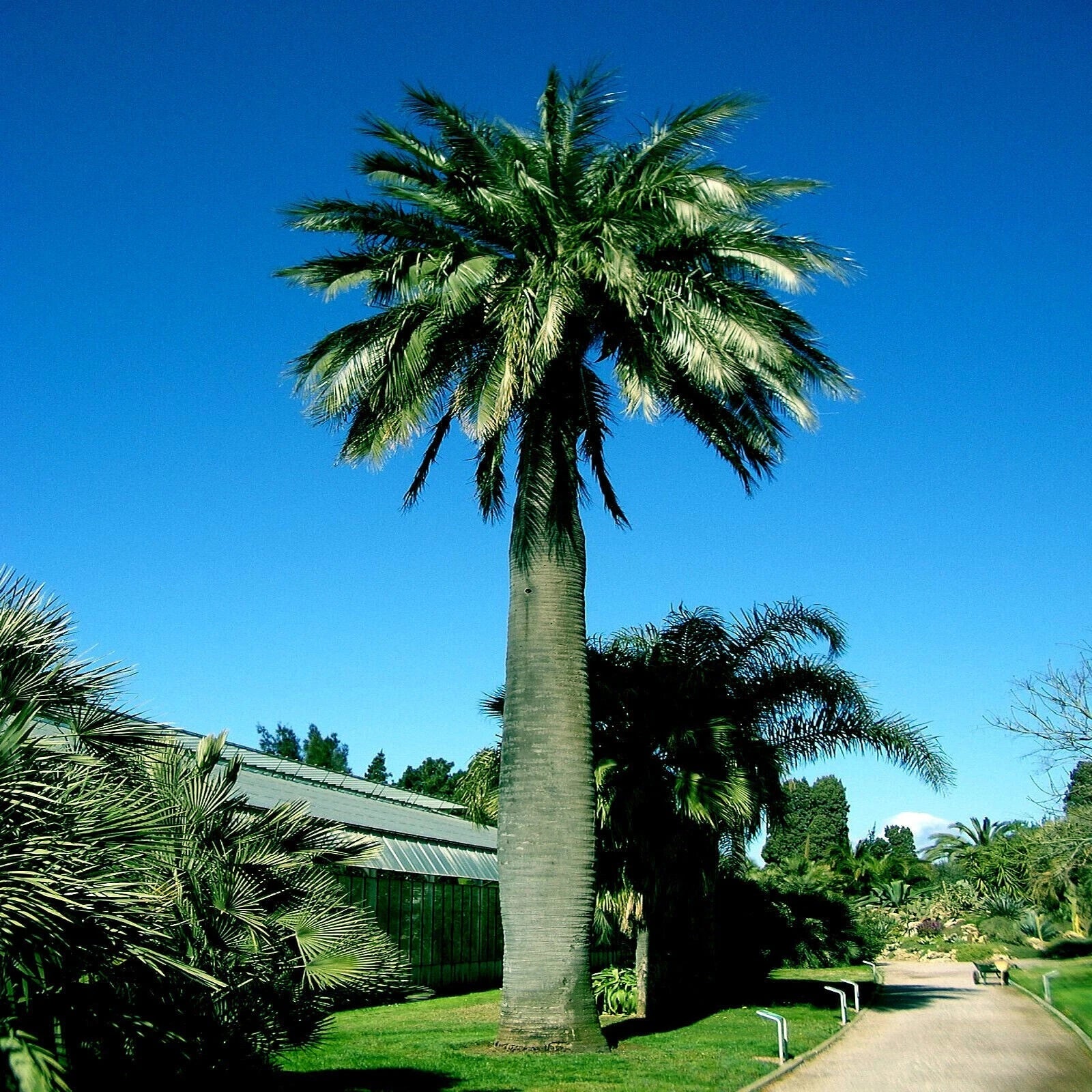 Chilean Wine Palm Seeds – Jubaea chilensis, Largest Palm in the World, Hardy to Zone 8