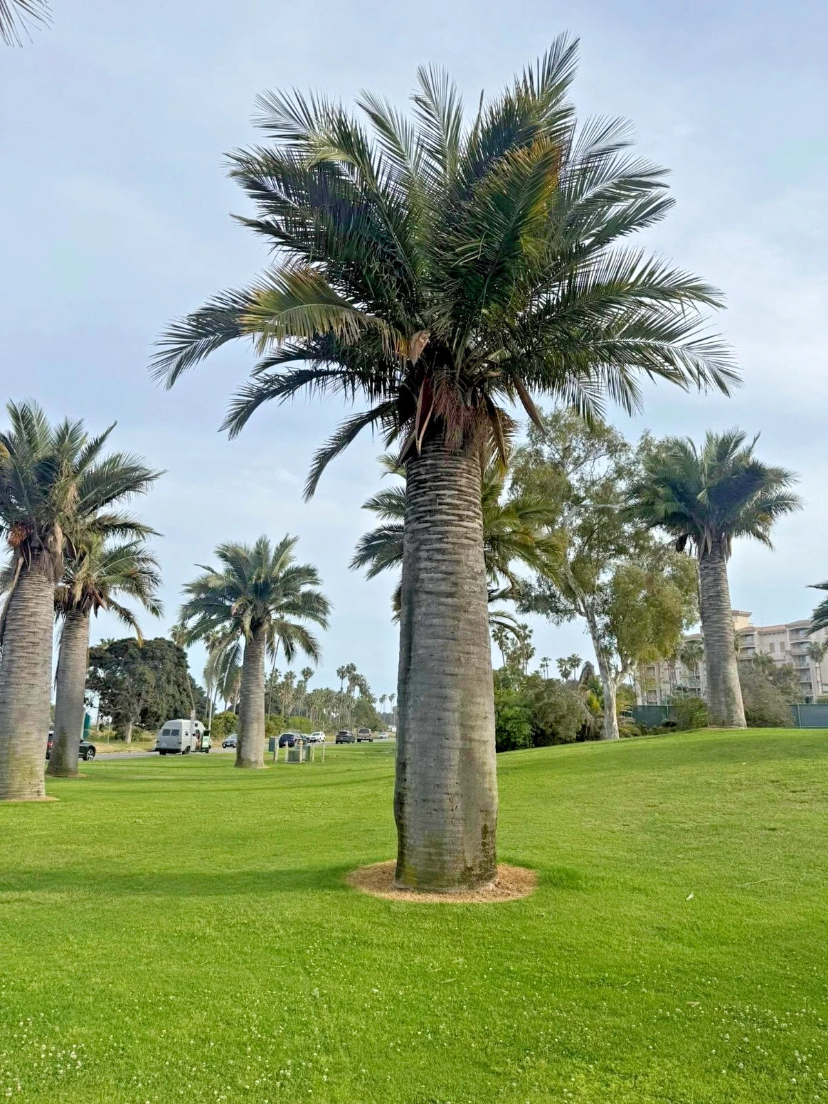 Chilean Wine Palm Seeds – Jubaea chilensis, Largest Palm in the World, Hardy to Zone 8