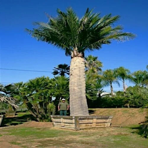 Chilean Wine Palm Seeds – Jubaea chilensis, Largest Palm in the World, Hardy to Zone 8