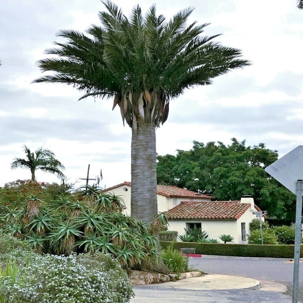 Chilean Wine Palm Seeds – Jubaea chilensis, Largest Palm in the World, Hardy to Zone 8