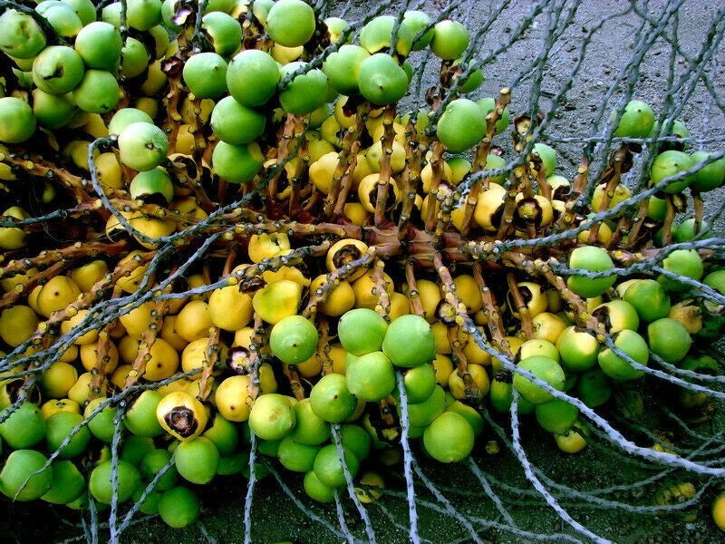 Chilean Wine Palm Seeds – Jubaea chilensis, Largest Palm in the World, Hardy to Zone 8