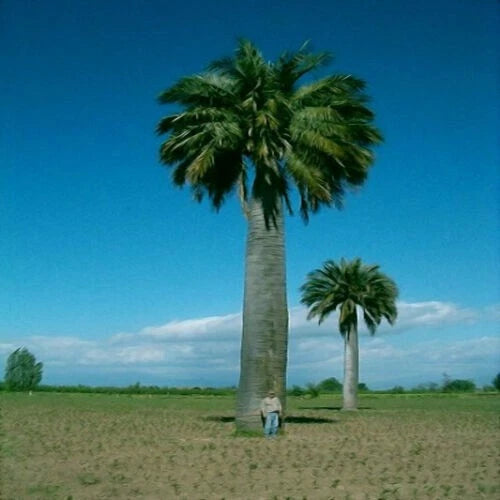 Chilean Wine Palm Seeds – Jubaea chilensis, Largest Palm in the World, Hardy to Zone 8