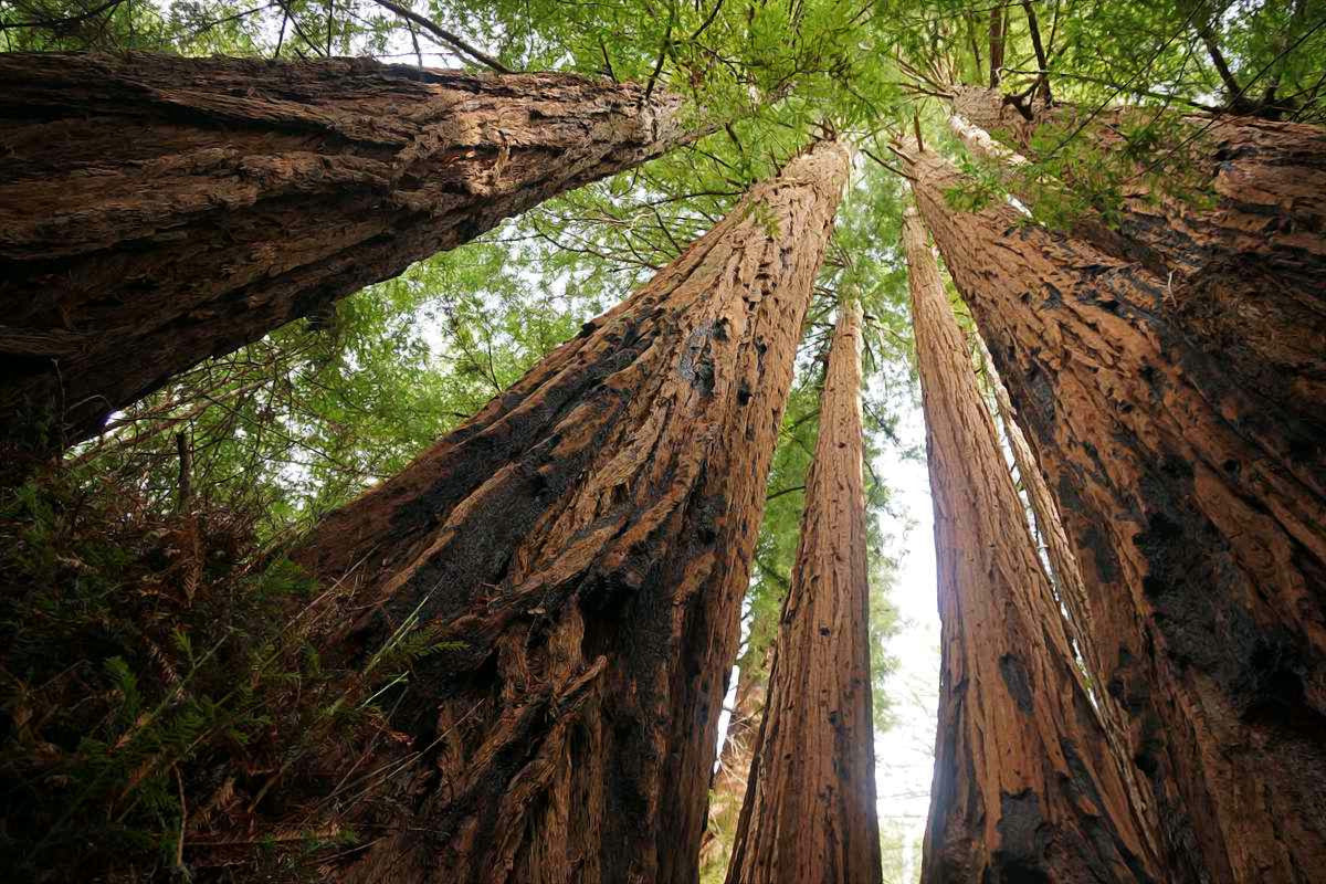 Tall California Coast Redwood trees viewed from below in a forest