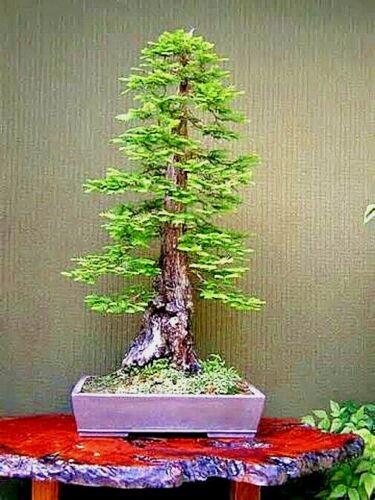California Coast Redwood Bonsai tree in a pot on a red table against a plain background