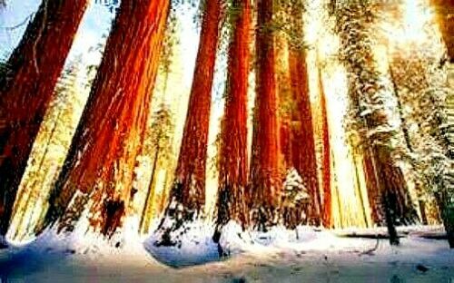 Sunlight filtering through tall California Coast Redwood trees in a snowy forest