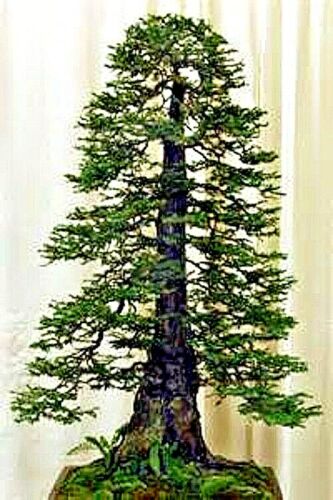 California Coast Redwood Bonsai tree with a thick trunk and lush green leaves on a white background