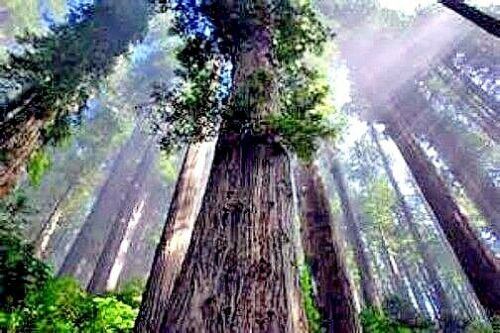 Tall California Coast Redwood trees with sunlight filtering through the canopy in a forest