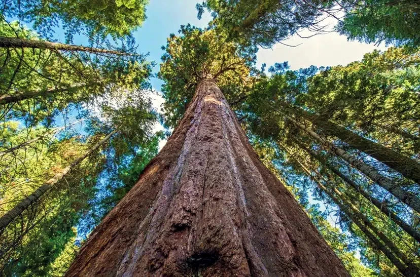 Tall California Coast Redwood tree viewed from below with a clear blue sky