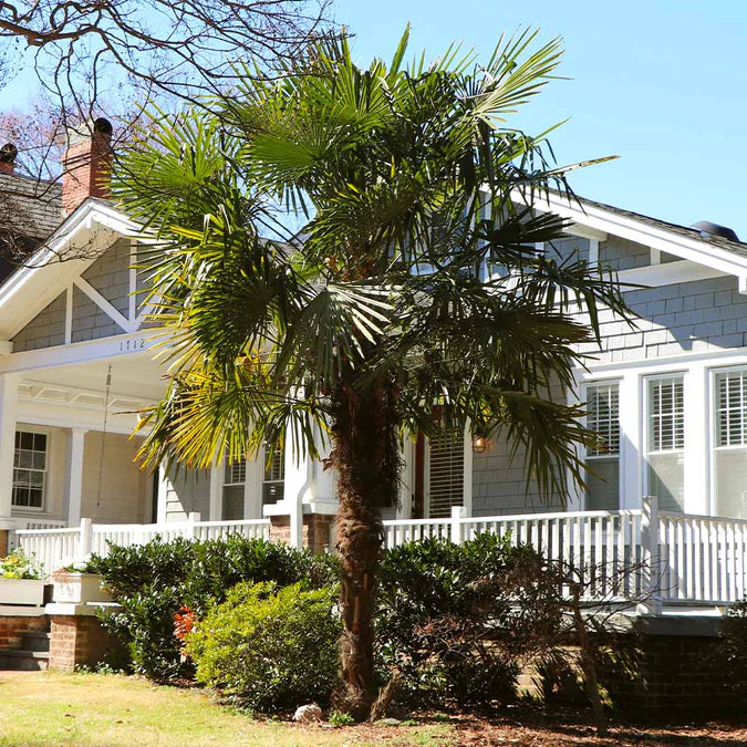 Windmill Fan Palm Tree Seeds – Trachycarpus fortunei, Cold Hardy Palm