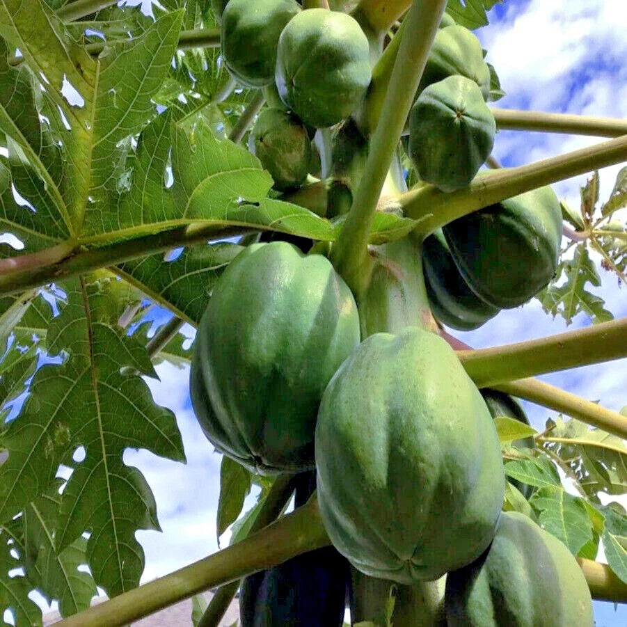 Dwarf Solo Waimanalo Carica Papaya Seeds – Fast-Fruiting Houseplant